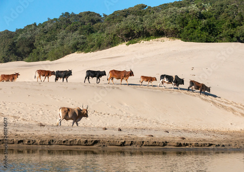 Cows Walking on the sand banks