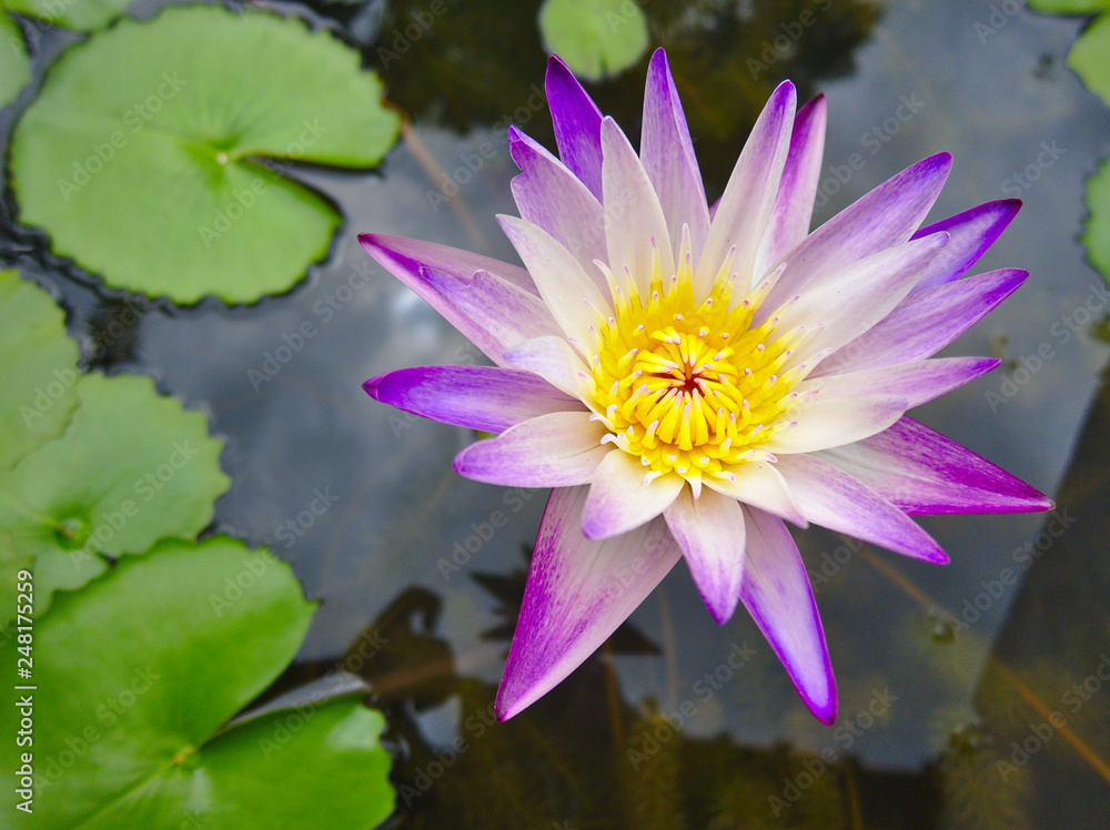 Purple lotus petals, yellow stamens in thePurple lotus petals, yellow stamens in the lotus pond during the day. lotus pond during the day. Purple lotus petals, yellow stamens in thePurple lotus petals, yellow stamens in the lotus pond during the day. lotus pond during the day.