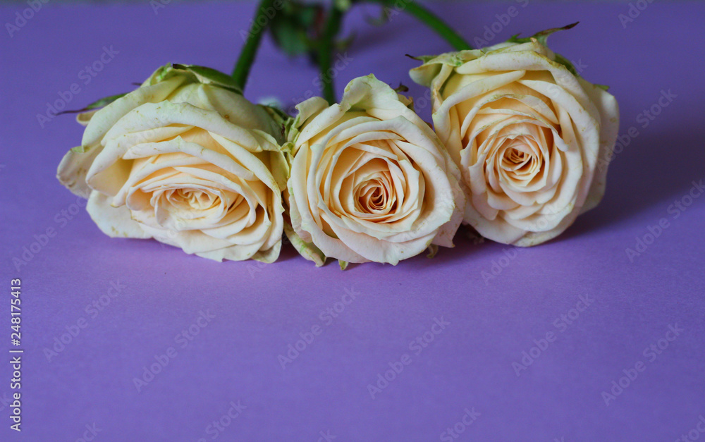 Fototapeta premium Three roses on the purple paper