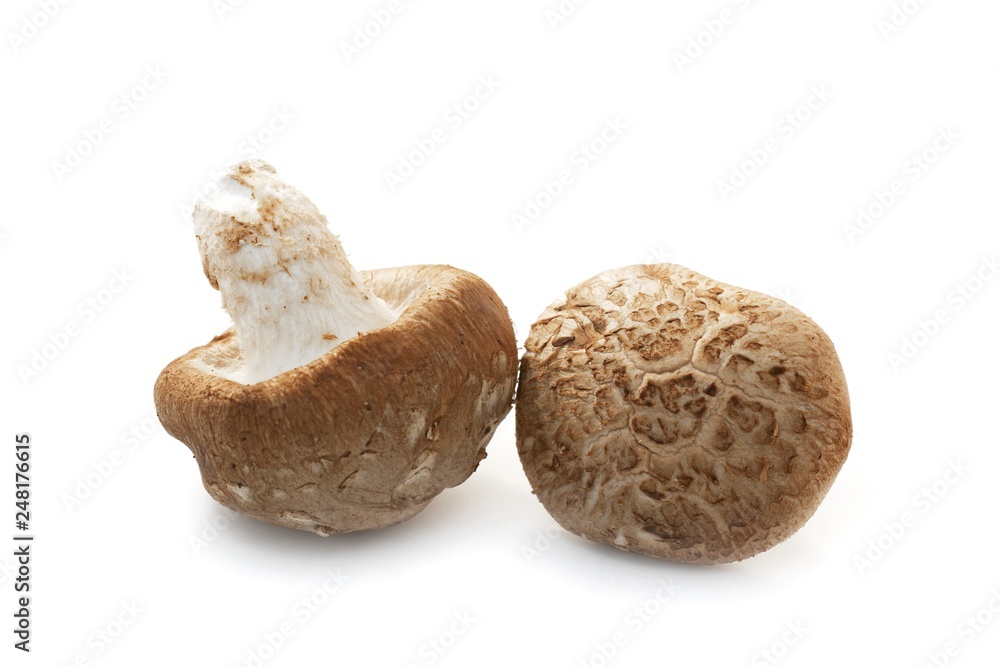 King Oyster Mushroom on white background. King Oyster Mushroom on white background.