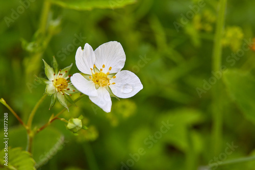 Beautiful flower on a green background