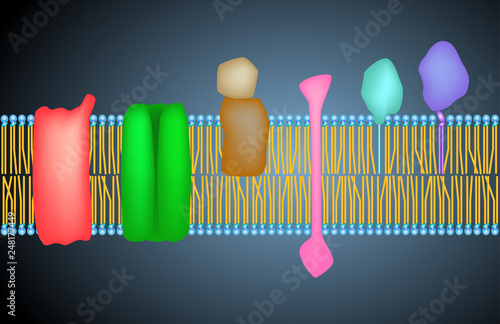  Membrane proteins
