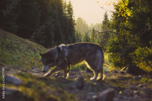 dog in the forest