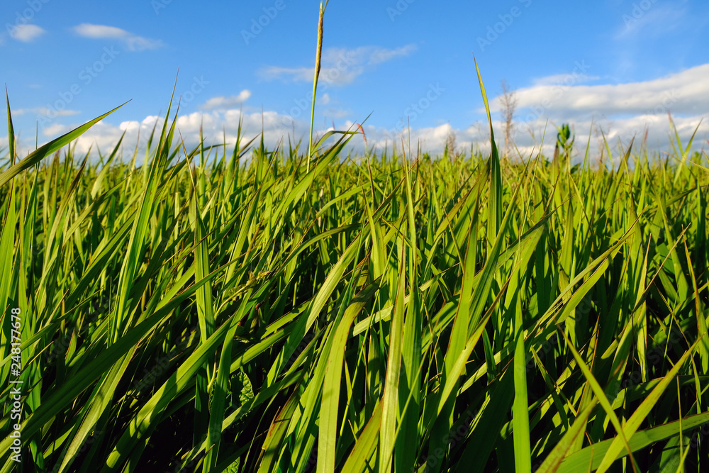 Naklejka premium Green grass and blue sky