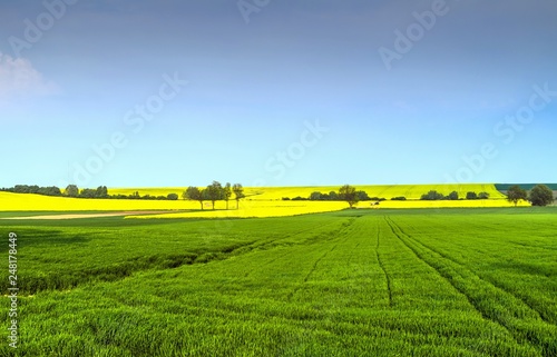zielone i żółte pola