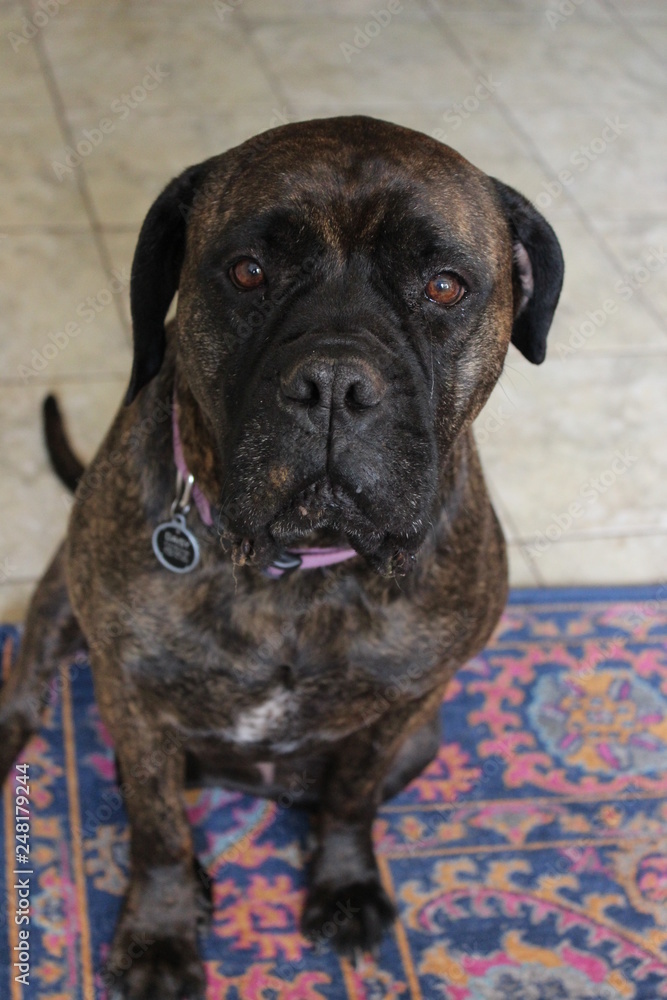 Brindle Mastiff