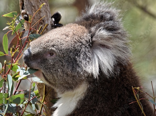 koala