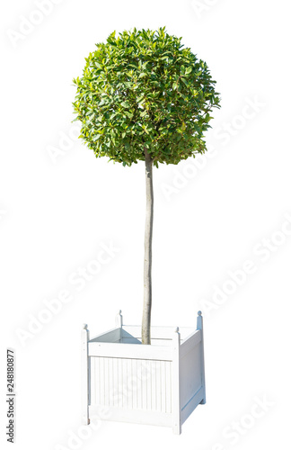 Decorative tree in white wooden box isolated on white background