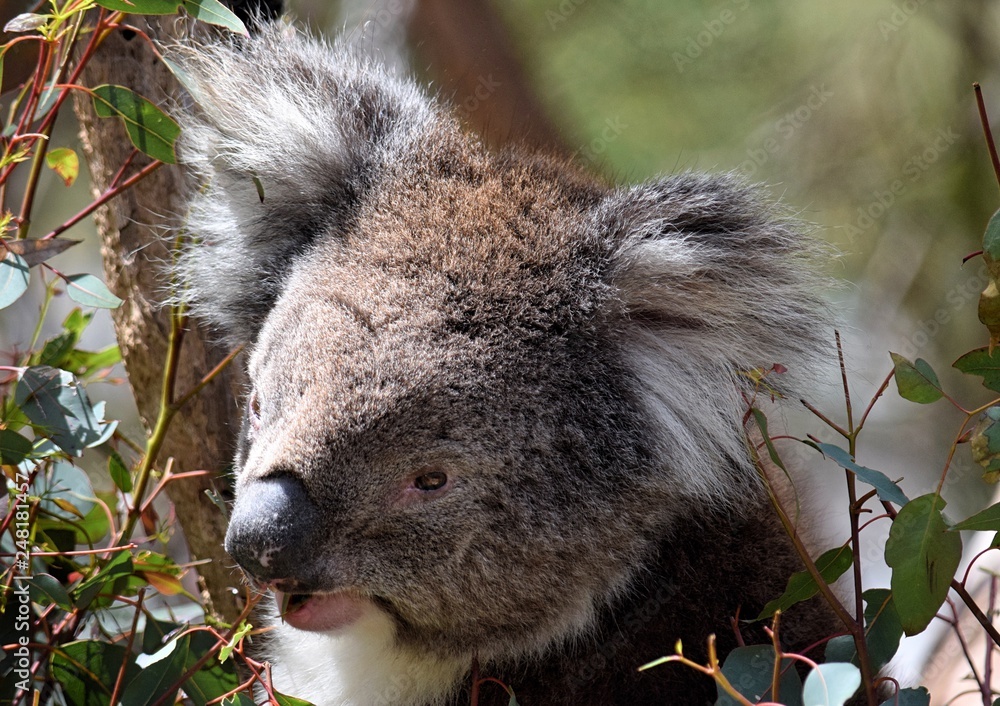 Fototapeta premium koala