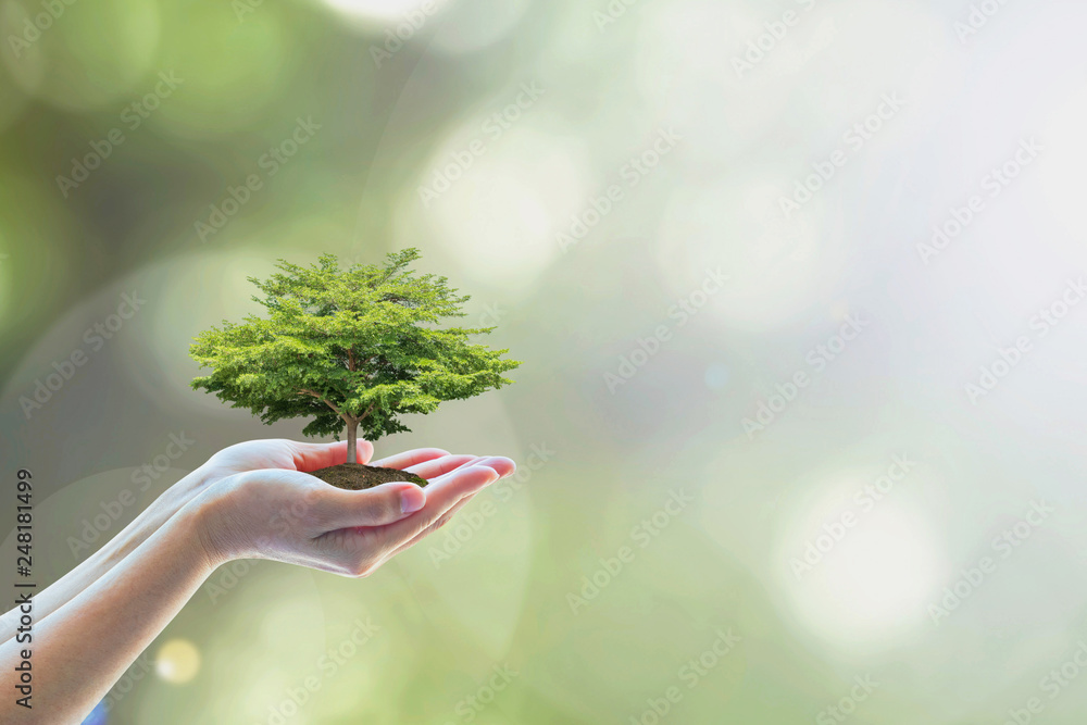 Growing tree to save ecological sustainability, sustainable environment, and corporate social responsibility CSR in nature concept with tree on volunteer's hand - obrazy, fototapety, plakaty 