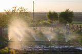 Watering garden plants on the plot. The sun brightly illuminates the fountain of water spray.