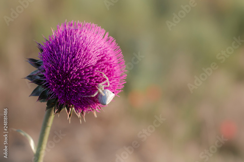 White flower crab spider sits on a thistle flower