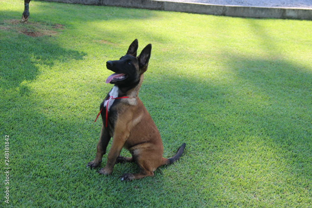 Malinois