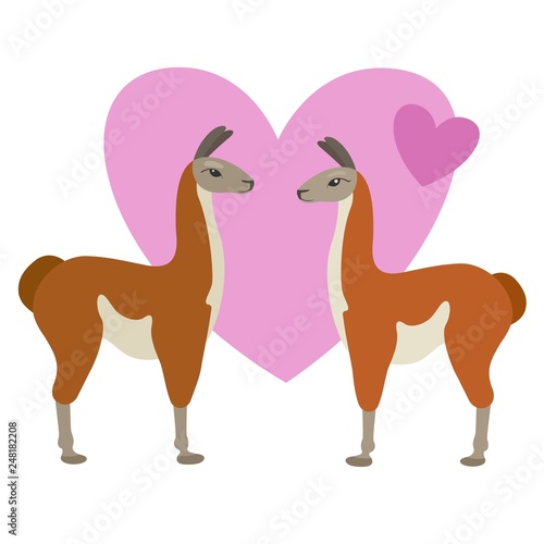 Two cartoon lamas in love. Guanaco couple and hearts. Vector illustration in flat style.