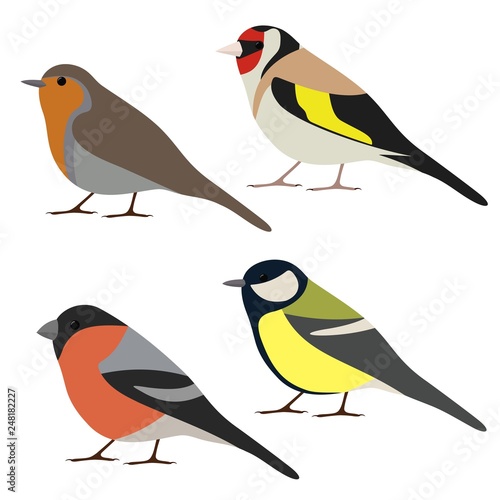 Vector set of garden bird. Robin, great tit, bullfinch, goldfinch isolated on white background. Colorful bird collection 