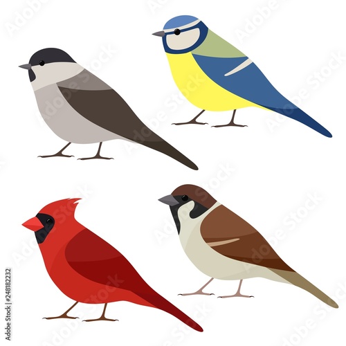 Vector collection of garden bird. Sparrow, Northern cardinal, Blue tit, Marsh tit isolated on white background. Colorful bird set in flat style 