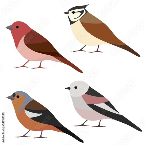 Vector collection of garden bird. Long-tailed tit, crested tit, chaffinch, rosefinch isolated on white background. Colorful bird set in flat style 