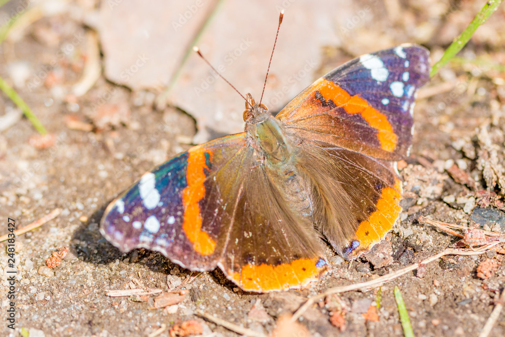 Schmetterling Schmetterling