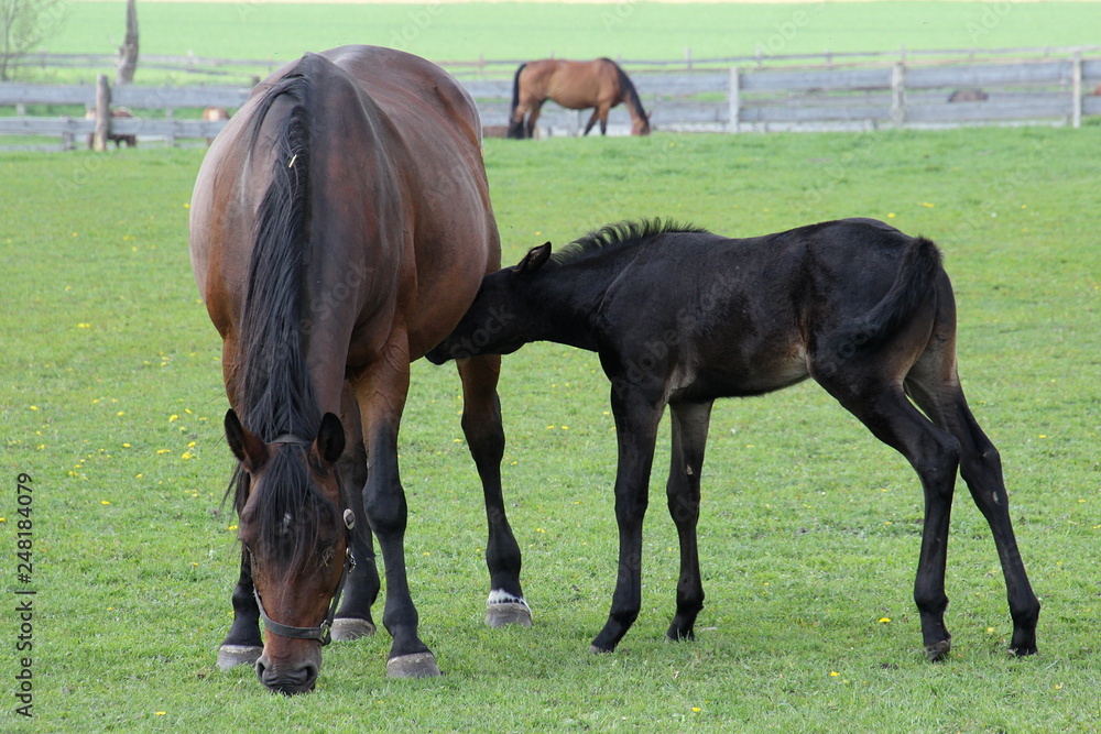 Obraz premium braune Stute mit schwarzem Fohlen