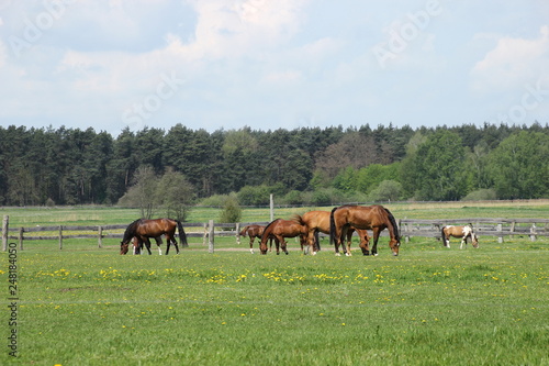 viele Pferde auf einer Wiese