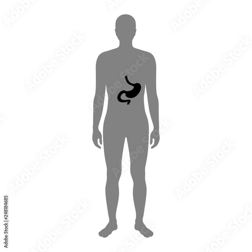 vector stomach