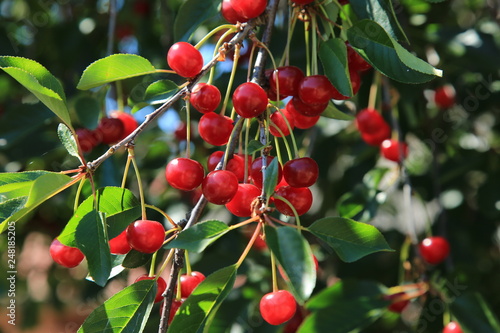 cherries on tree
