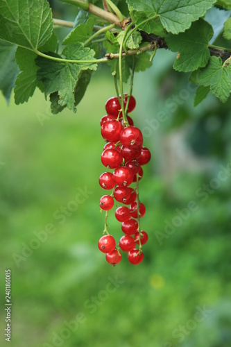 berries of currant on branch