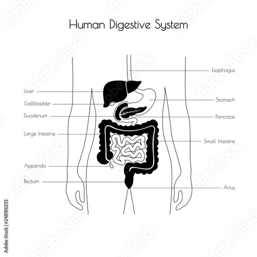 Vector isolated illustration of digestive system