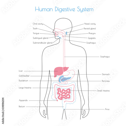 Vector isolated illustration of digestive system