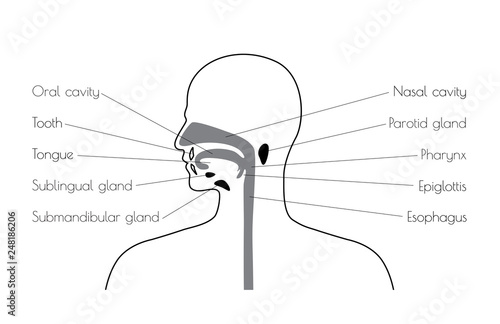 Vector isolated illustration of digestive system