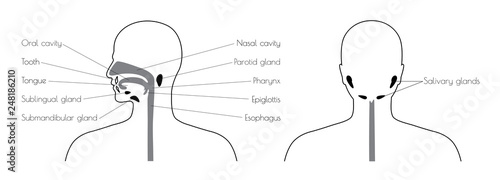 Vector isolated illustration of digestive system