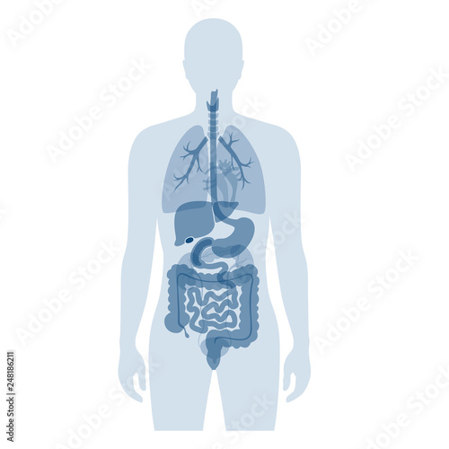 human internal organs