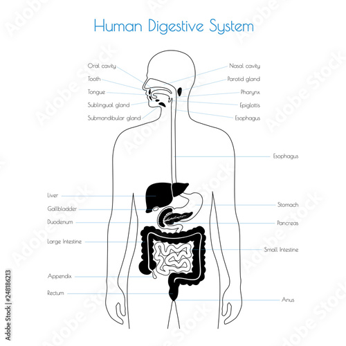 Vector isolated illustration of digestive system