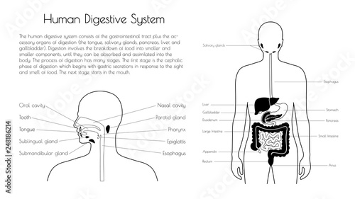 Vector isolated illustration of digestive system