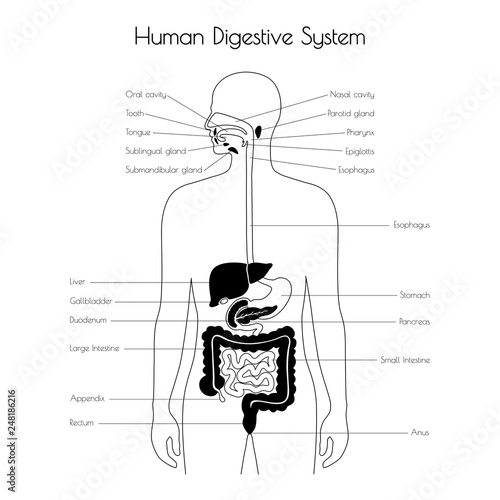 Vector isolated illustration of digestive system