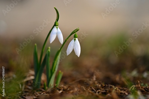 Snowdrops in grass in the garden. Beautiful first spring flowers. Colorful natural background. (Galanthus)