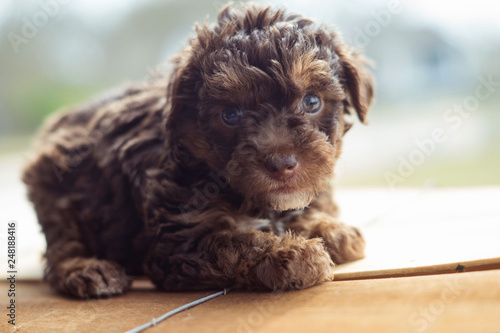 portrait of a dog