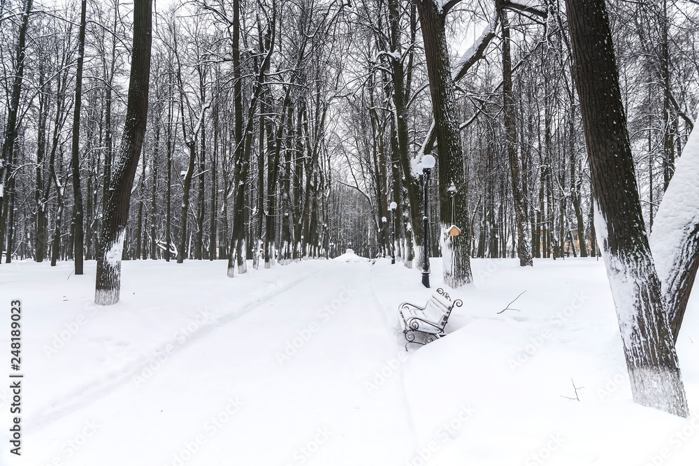 Winter park. Alley in the park covered with snow