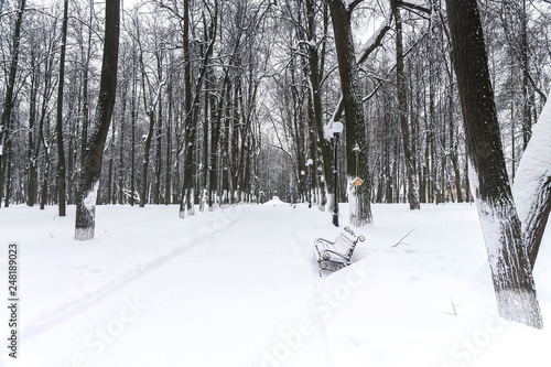 Winter park. Alley in the park covered with snow © dimbar76
