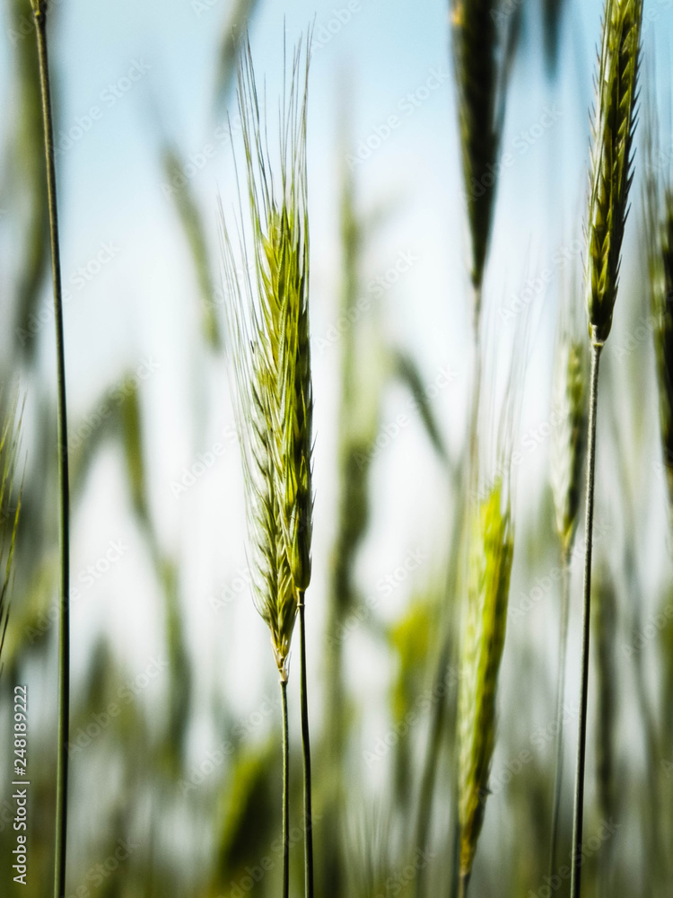 Close up of wheat pla Close up of wheat pla