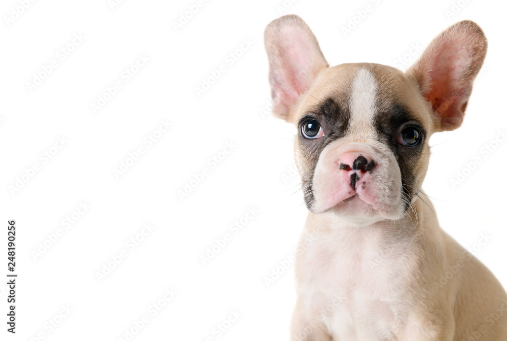 Cute french bulldog puppy looking isolated