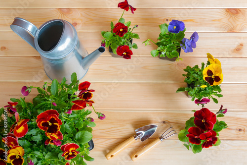 Seedlings of pansy flowers, gardening tools and watering can on wooden background. Top view, copy space.