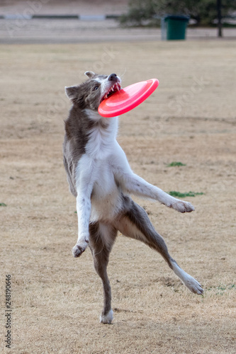 Brown border collie catching a pink disc
