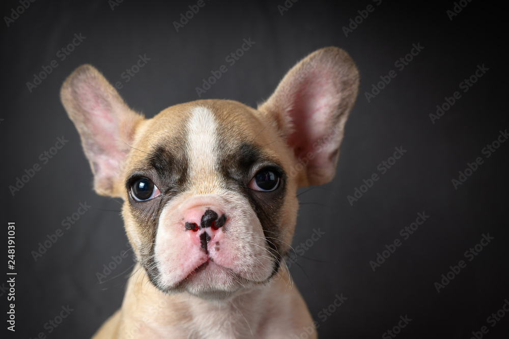 Portrait of cute little French bulldog