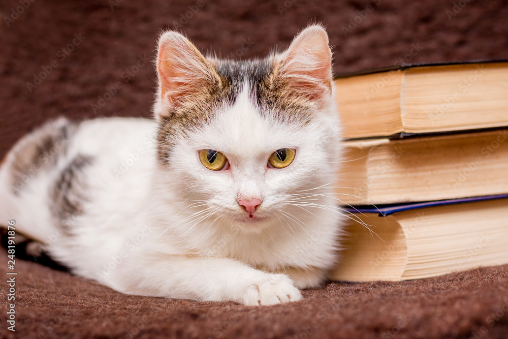 A young white cat lies near the pile of books_