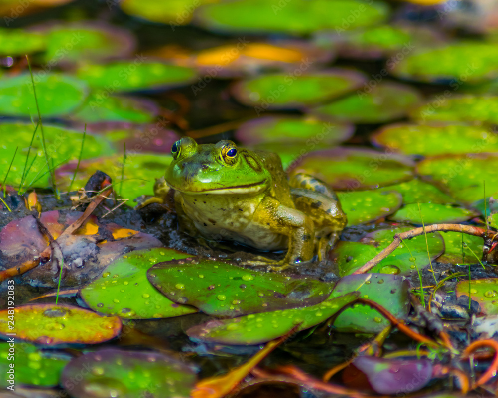 Obraz premium Green frog on lily pads