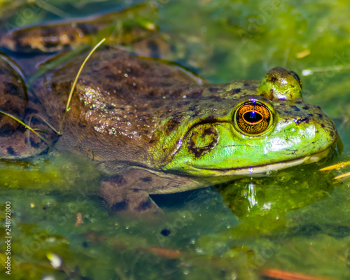 Frog in green water