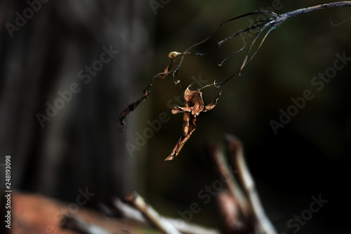 Cuadro en lienzo dried leaves on stalks