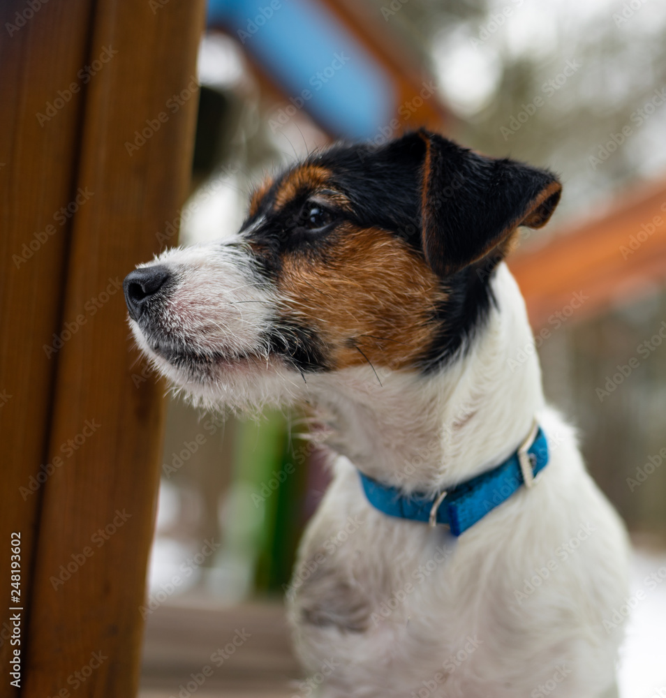 A young small white dog Jack Russell Terrier poses for a picture on a bench in a winter park