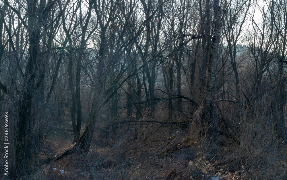 Winter forest on the Vistula river in Krakow, Poland Winter forest on the Vistula river in Krakow, Poland